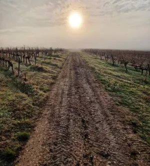Tenuta di Triennes