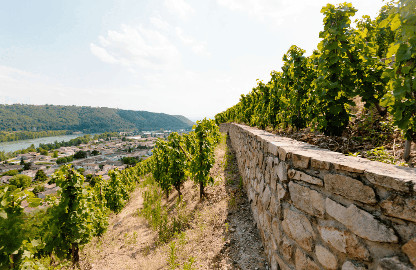 Tenute imperdibili della Valle del Rodano